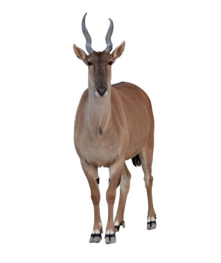 Beyaz Arkaplanda Kudu Antilobu İzole Edildi