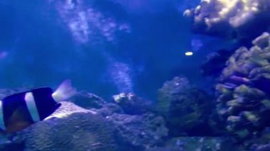 Küçük Liuqiu 'nun en iyi manzarası.