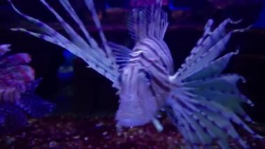 Küçük Liuqiu 'nun en iyi manzarası.