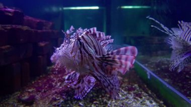 Küçük Liuqiu 'nun en iyi manzarası.