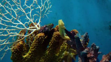 Küçük Liuqiu 'nun en iyi manzarası.