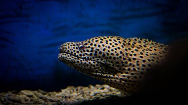 Denizin altındaki en iyi manzara