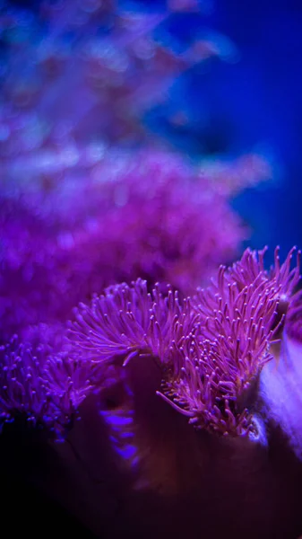 Nejlepší Výhled Pod Mořem — Stock fotografie