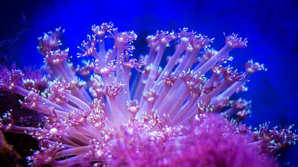 Найкращий Вид Під Морем — стокове фото