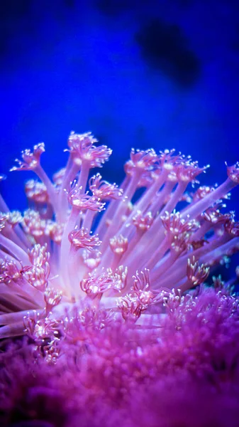 Найкращий Вид Під Морем — стокове фото