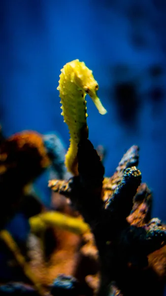 Nejlepší Výhled Pod Mořem — Stock fotografie