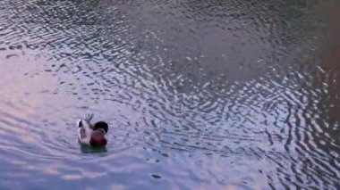 Otaru 'nun en iyi manzarası.