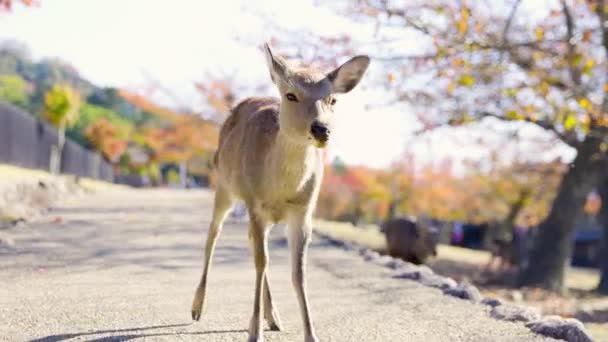 Najlepszy Widok Nara — Wideo stockowe