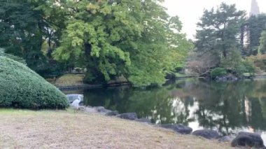 Tokyo 'nun en iyi manzarası.