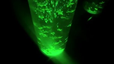 Japon Balığı Sanat Akvaryumu Müzesi Ginza