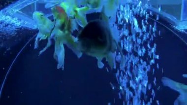 Japon Balığı Sanat Akvaryumu Müzesi Ginza