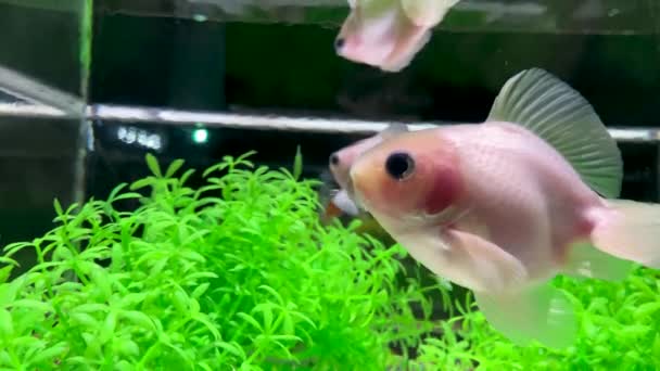 Goldfish Muzeum Sztuki Akwarium Ginza — Wideo stockowe
