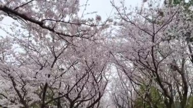 Tokyo 'nun en iyi manzarası.