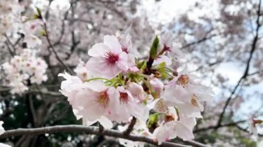 Tokyo 'nun en iyi manzarası.