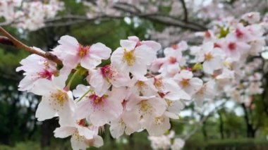 Tokyo 'nun en iyi manzarası.