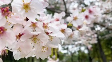Tokyo 'nun en iyi manzarası.