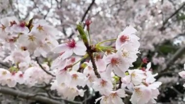 Tokyo 'nun en iyi manzarası.