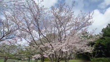Tokyo 'nun en iyi manzarası.