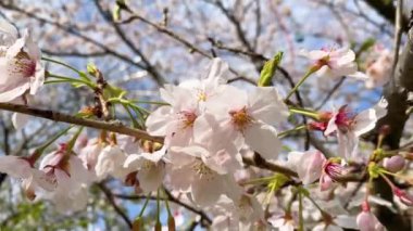 Tokyo 'nun en iyi manzarası.