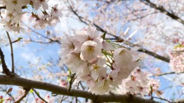 Tokyo 'nun en iyi manzarası.