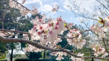 Tokyo 'nun en iyi manzarası.