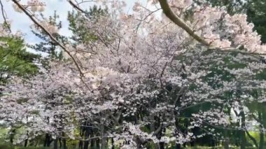 Tokyo 'nun en iyi manzarası.