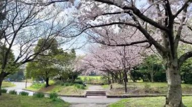 Tokyo 'nun en iyi manzarası.