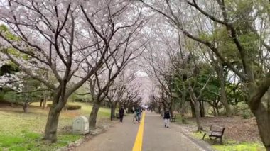 Tokyo 'nun en iyi manzarası.