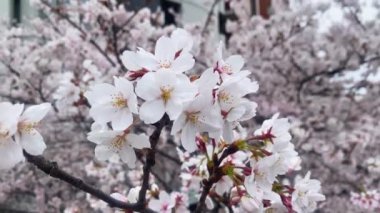 Tokyo 'nun en iyi manzarası.