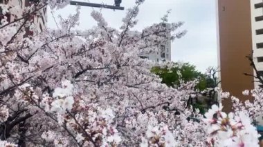 Tokyo 'nun en iyi manzarası.