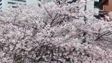 Kamakura 'nın en iyi manzarası.