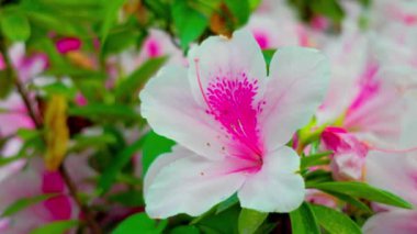 Yokohama 'nın en iyi manzarası.