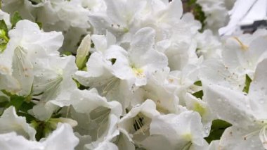 Yokohama 'nın en iyi manzarası.