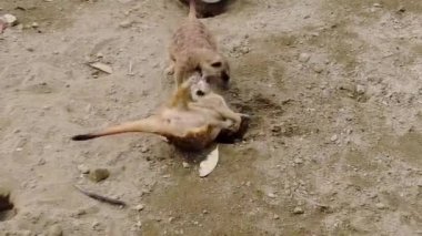 Toyko 'nun en iyi manzarası.