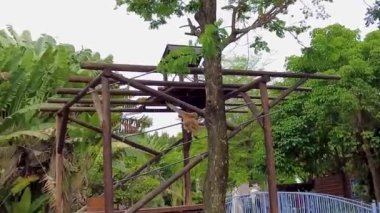 Toyko 'nun en iyi manzarası.