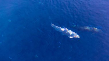 Japonya 'nın en iyi manzarası.