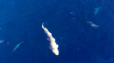 Japonya 'nın en iyi manzarası.