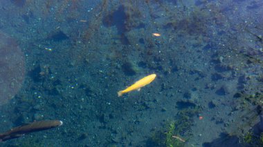 Japonya 'nın en iyi manzarası.