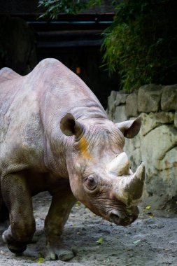 Japonya 'nın en iyi manzarası.