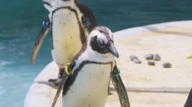 Japonya 'nın en iyi manzarası.