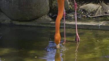 Japonya 'nın en iyi manzarası.