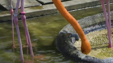 Japonya 'nın en iyi manzarası.