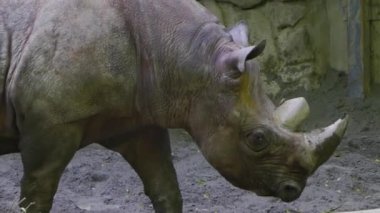 Japonya 'nın en iyi manzarası.