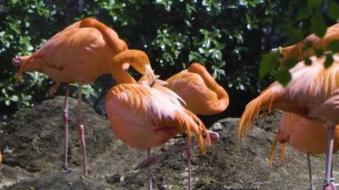 Japonya 'nın en iyi manzarası.