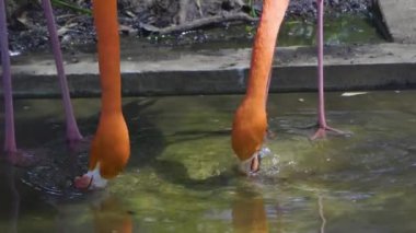 Japonya 'nın en iyi manzarası.