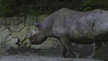 Japonya 'nın en iyi manzarası.