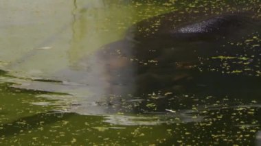 Japonya 'nın en iyi manzarası.