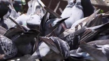 Yokohama 'nın en iyi manzarası.