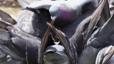 Yokohama 'nın en iyi manzarası.