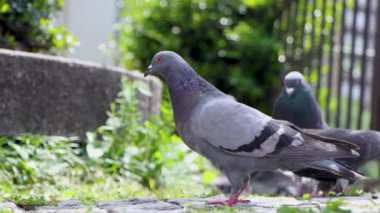 Yokohama 'nın en iyi manzarası.